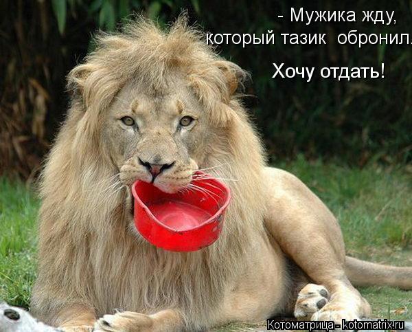 Котоматрица: - Мужика жду, который тазик  обронил. Хочу отдать!