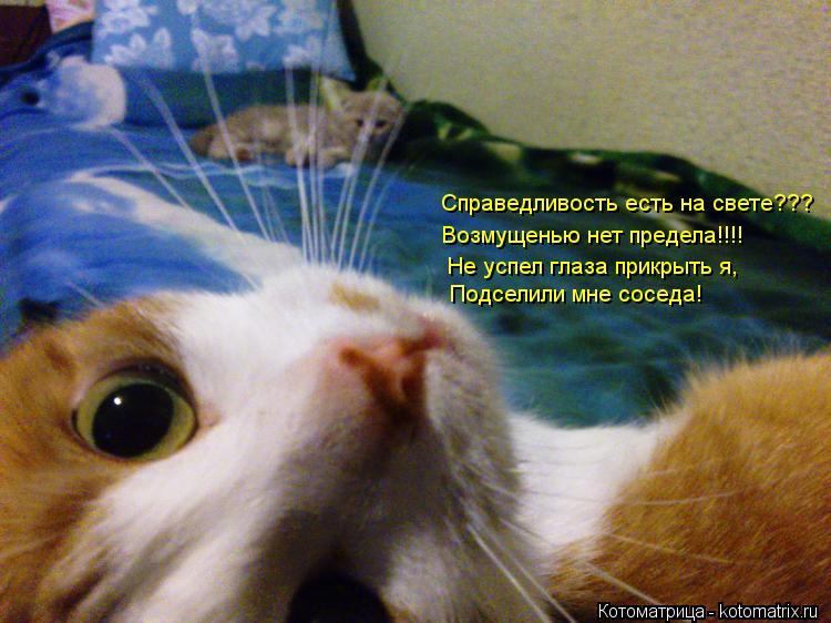 Котоматрица: Не успел глаза прикрыть я, Подселили мне соседа! Справедливость есть на свете??? Возмущенью нет предела!!!!
