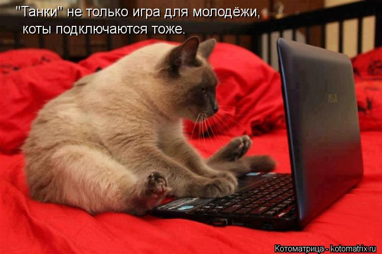"Танки" не только игра для молодёжи, коты подключаются тоже.... Котоматрица: "Танки" не только игра для молодёжи, коты подключаются тоже.