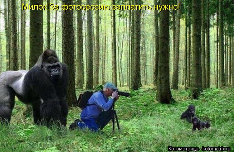 Милок!За фотосессию заплатить нужно!... Котоматрица: Милок!За фотосессию заплатить нужно!