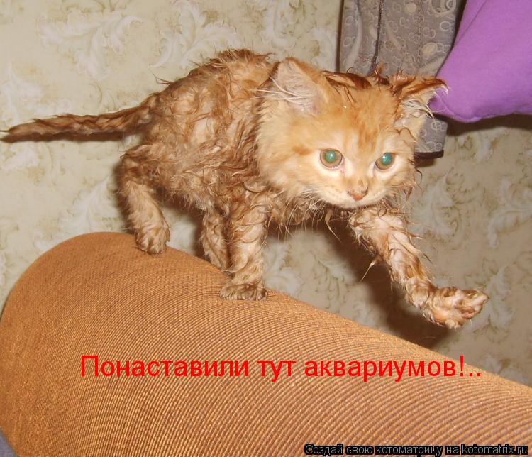 Понаставили тут аквариумов!..... Котоматрица: Понаставили тут аквариумов!..