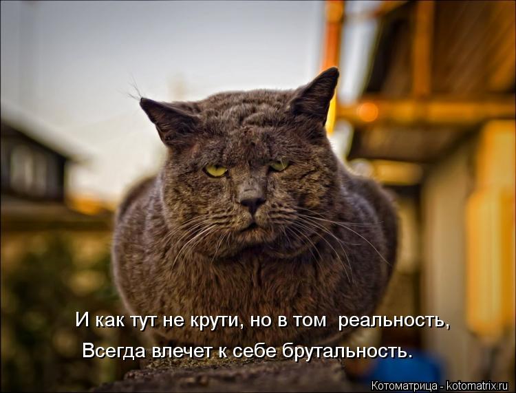 И как тут не крути, но в том реальность, Всегда влечет к себе брутальность.... Котоматрица: И как тут не крути, но в том реальность, Всегда влечет к себе брутальность.