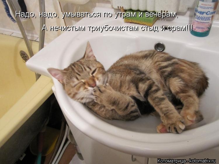 Котоматрица: Надо, надо, умываться по утрам и вечерам,  А нечистым триубочистам стыд и срам!!!