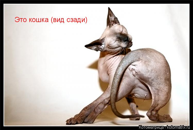 Это кошка (вид сзади)... Котоматрица: Это кошка (вид сзади)