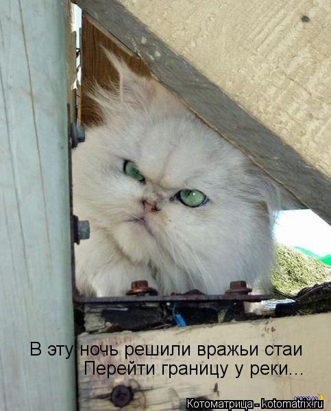 В эту ночь решили вражьи стаи Перейти границу у реки...... Котоматрица: В эту ночь решили вражьи стаи Перейти границу у реки...