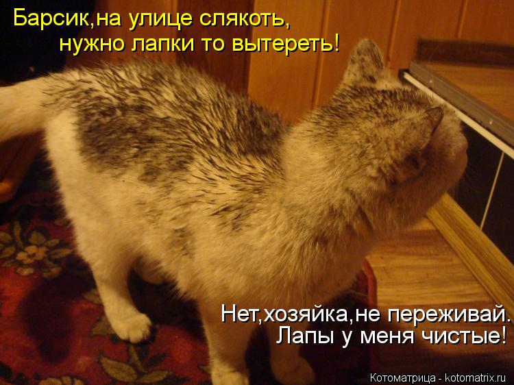 Нет,хозяйка,не переживай. Лапы у меня чистые! Барсик,на улице слякоть, нужно лапки то вытереть!... Котоматрица: Нет,хозяйка,не переживай. Лапы у меня чистые! Барсик,на улице слякоть, нужно лапки то вытереть!