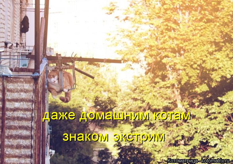 даже домашним котам знаком экстрим... Котоматрица: даже домашним котам знаком экстрим