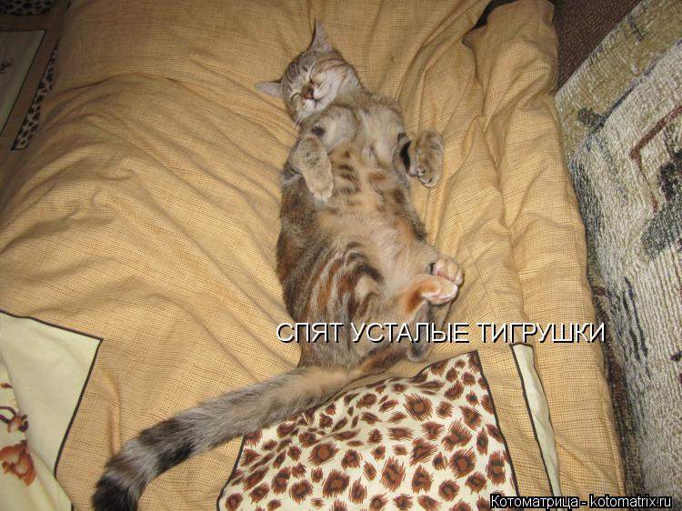 СПЯТ УСТАЛЫЕ ТИГРУШКИ... Котоматрица: СПЯТ УСТАЛЫЕ ТИГРУШКИ