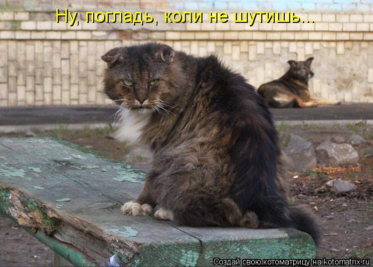 Ну, погладь, коли не шутишь...... Котоматрица: Ну, погладь, коли не шутишь...