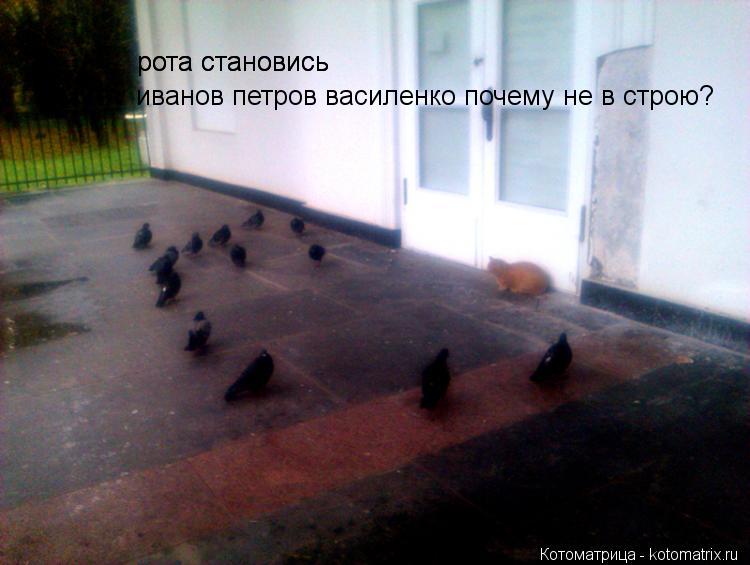 Котоматрица: рота становись рота становись иванов петров василенко почему не в строю?