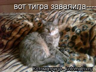 вот тигра завалила----балдею теперь... Котоматрица: вот тигра завалила----балдею теперь