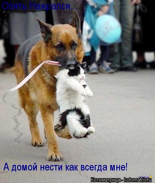 Опять Нажрался... А домой нести как всегда мне!... Котоматрица: Опять Нажрался... А домой нести как всегда мне!