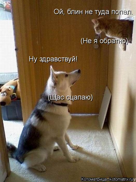 Котоматрица: Ну здравствуй! Ой, блин не туда попал. (Щас сцапаю) (Не я обратно)