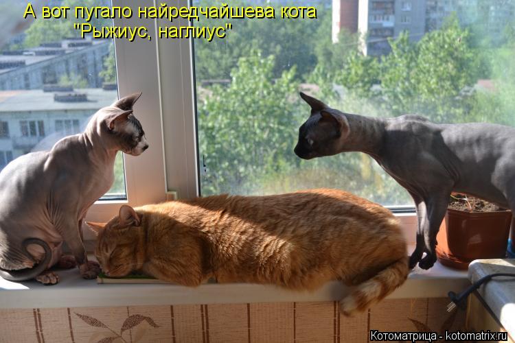 А вот пугало найредчайшева кота "Рыжиус, наглиус"... Котоматрица: А вот пугало найредчайшева кота "Рыжиус, наглиус"
