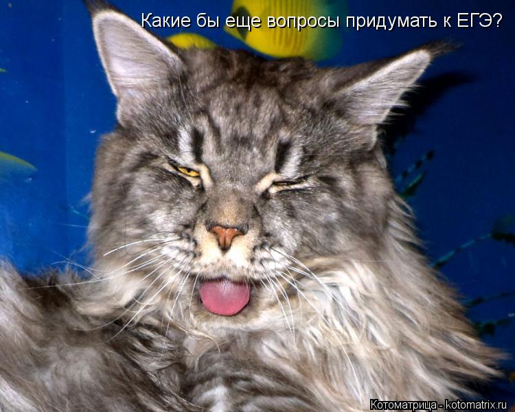 Котоматрица: Какие бы еще вопросы придумать к ЕГЭ?