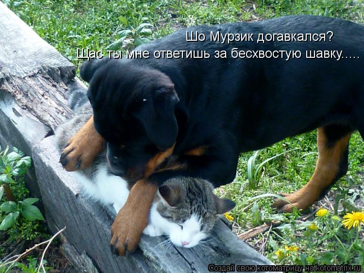 Шо Мурзик догавкался? Щас ты мне ответишь за бесхвостую шавку........ Котоматрица: Шо Мурзик догавкался? Щас ты мне ответишь за бесхвостую шавку.....