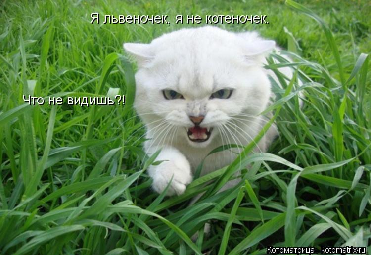 Котоматрица: Я львеночек, я не котеночек.  Что не видишь?!