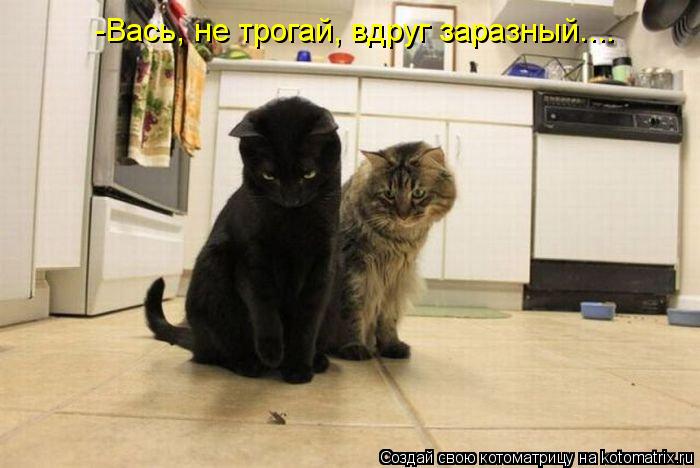 -Вась, не трогай, вдруг заразный....... Котоматрица: -Вась, не трогай, вдруг заразный....