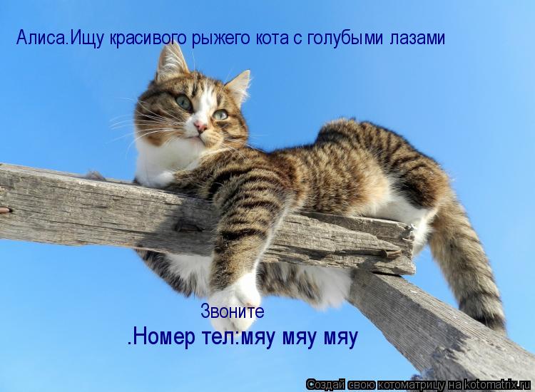 .Номер тел:мяу мяу мяу Алиса.Ищу красивого рыжего кота с голубыми лазами Звоните... Котоматрица: .Номер тел:мяу мяу мяу Алиса.Ищу красивого рыжего кота с голубыми лазами Звоните