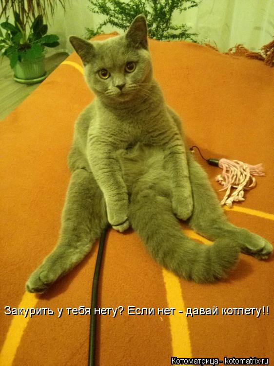 Котоматрица: Закурить у тебя нету? Если нет - давай котлету!!