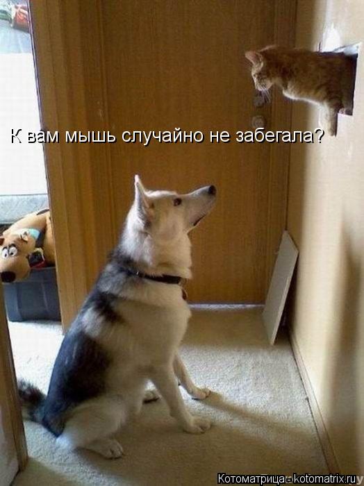 К вам мышь случайно не забегала?... Котоматрица: К вам мышь случайно не забегала?