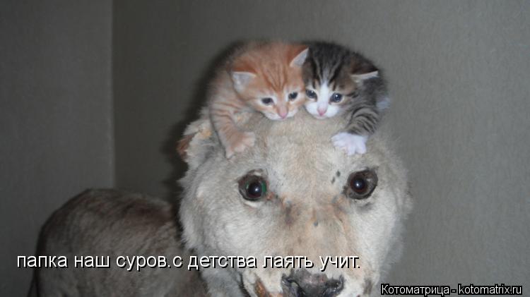 папка наш суров.с детства лаять учит.... Котоматрица: папка наш суров.с детства лаять учит.