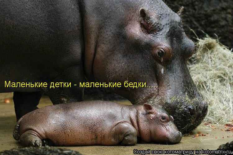 Маленькие детки - маленькие бедки........ Котоматрица: Маленькие детки - маленькие бедки.....