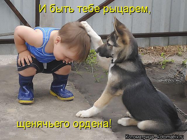 Котоматрица: И быть тебе рыцарем, щенячьего ордена!