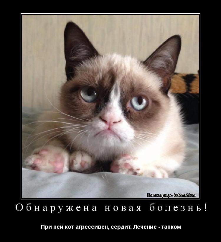 Обнаружена новая болезнь! При ней кот агрессивен, сердит. Лечение - тапком... Котоматрица: Обнаружена новая болезнь! При ней кот агрессивен, сердит. Лечение - тапком