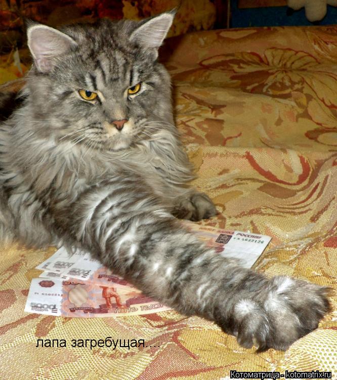 лапа загребущая....... Котоматрица: лапа загребущая....