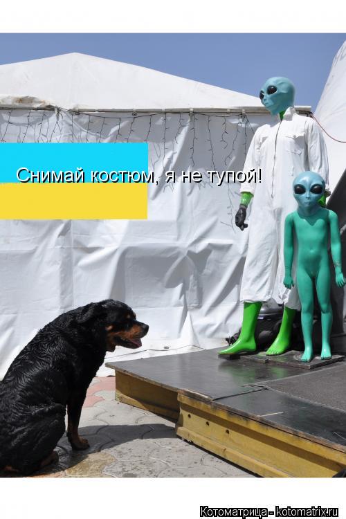 Снимай костюм, я не тупой!... Котоматрица: Снимай костюм, я не тупой!