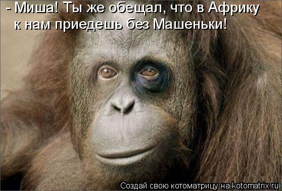 - Миша! Ты же обещал, что в Африку к нам приедешь без Машеньки!... Котоматрица: - Миша! Ты же обещал, что в Африку к нам приедешь без Машеньки!