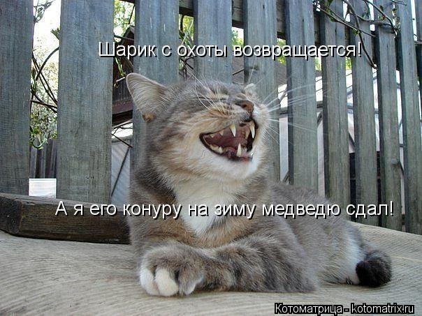 Шарик с охоты возвращается! А я его конуру на зиму медведю сдал!... Котоматрица: Шарик с охоты возвращается! А я его конуру на зиму медведю сдал!