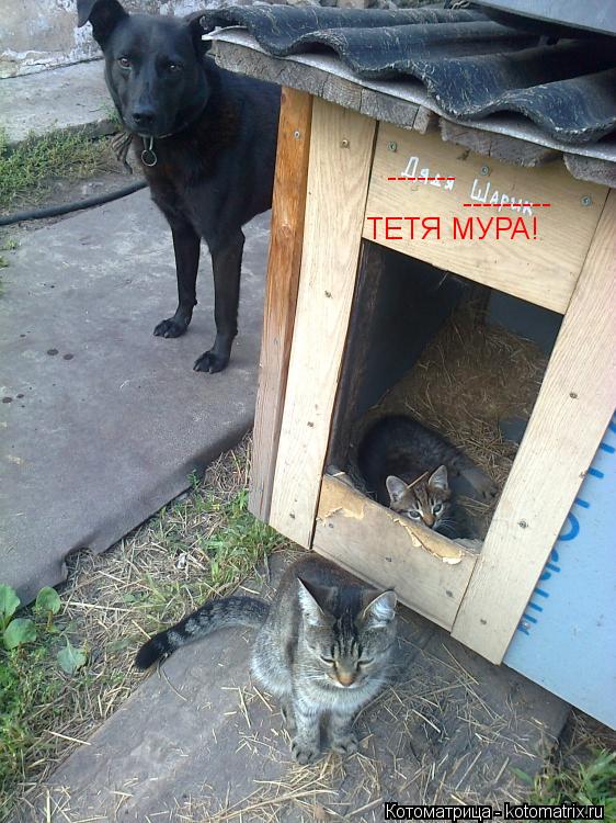 ------- --------- ТЕТЯ МУРА!... Котоматрица: ------- --------- ТЕТЯ МУРА!