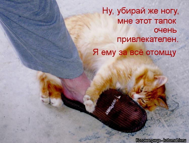 Ну, убирай же ногу, мне этот тапок очень привлекателен. Я ему за всё отомщу... Котоматрица: Ну, убирай же ногу, мне этот тапок очень привлекателен. Я ему за всё отомщу