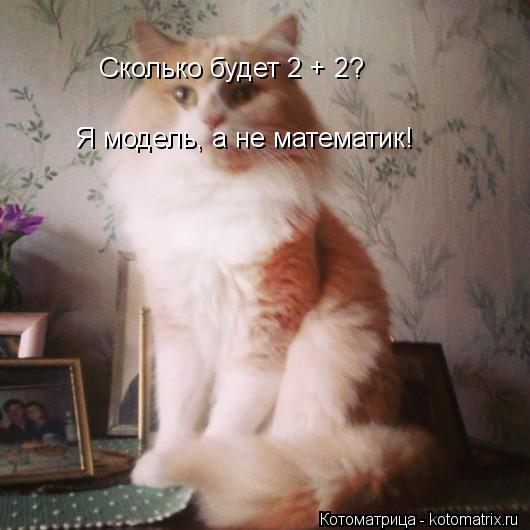 Сколько будет 2 + 2? Я модель, а не математик!... Котоматрица: Сколько будет 2 + 2? Я модель, а не математик!