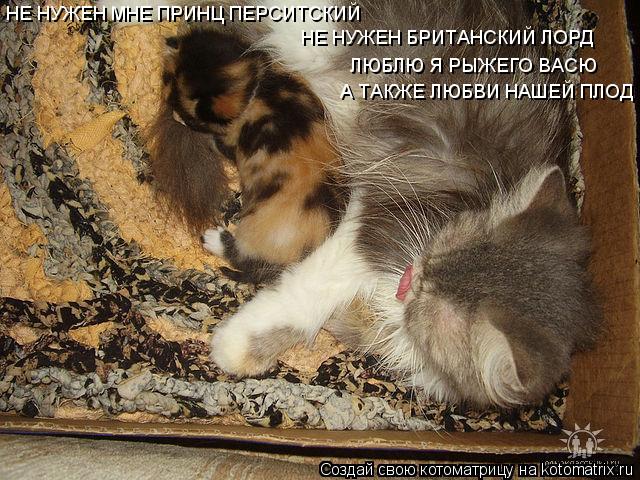 НЕ НУЖЕН МНЕ ПРИНЦ ПЕРСИТСКИЙ НЕ НУЖЕН БРИТАНСКИЙ ЛОРД ЛЮБЛЮ Я РЫЖЕГО ВАСЮ А ТАКЖЕ ЛЮБВИ НАШЕЙ ПЛОД... Котоматрица: НЕ НУЖЕН МНЕ ПРИНЦ ПЕРСИТСКИЙ НЕ НУЖЕН БРИТАНСКИЙ ЛОРД ЛЮБЛЮ Я РЫЖЕГО ВАСЮ А ТАКЖЕ ЛЮБВИ НАШЕЙ ПЛОД