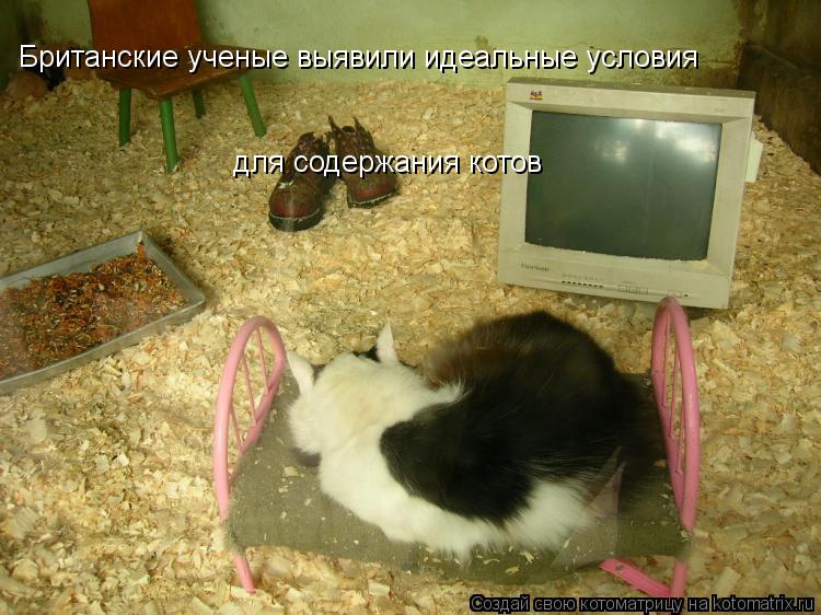 Британские ученые выявили идеальные условия для содержания котов... Котоматрица: Британские ученые выявили идеальные условия для содержания котов