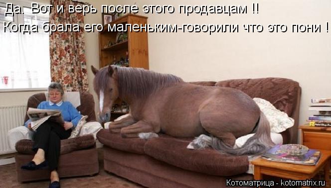 Да. Вот и верь после этого продавцам !! Когда брала его маленьким-говорили что это пони !... Котоматрица: Да. Вот и верь после этого продавцам !! Когда брала его маленьким-говорили что это пони !