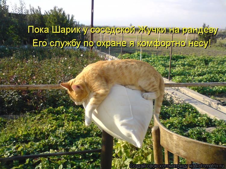 Пока Шарик у соседской Жучки на рандеву Его службу по охране я комфортно несу!... Котоматрица: Пока Шарик у соседской Жучки на рандеву Его службу по охране я комфортно несу!