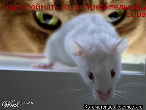 надо поймать эту истребительницу сыра... Котоматрица: надо поймать эту истребительницу сыра
