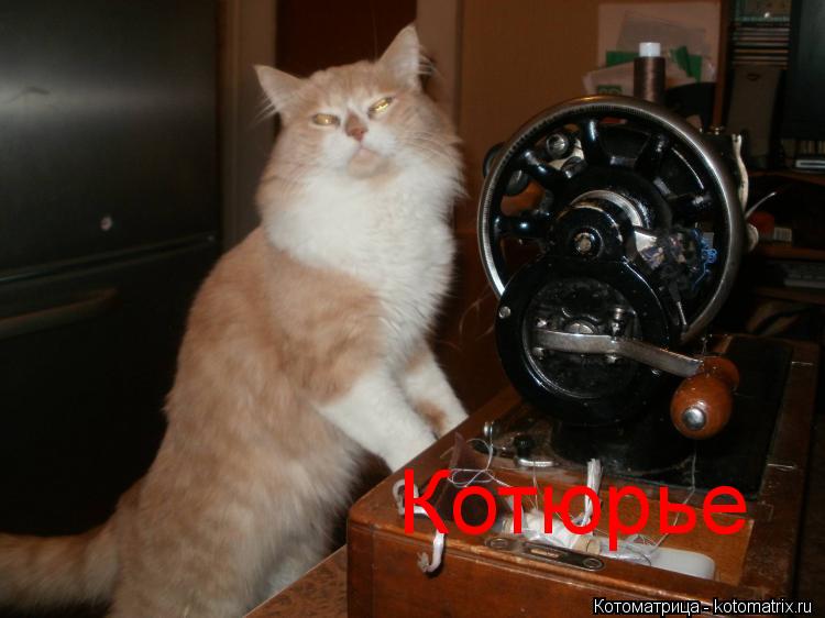 Котюрье... Котоматрица: Котюрье