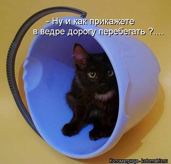 - Ну и как прикажете в ведре дорогу перебегать ?....... Котоматрица: - Ну и как прикажете в ведре дорогу перебегать ?....