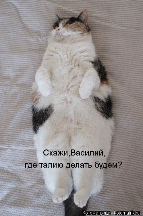 Скажи,Василий, где талию делать будем?... Котоматрица: Скажи,Василий, где талию делать будем?