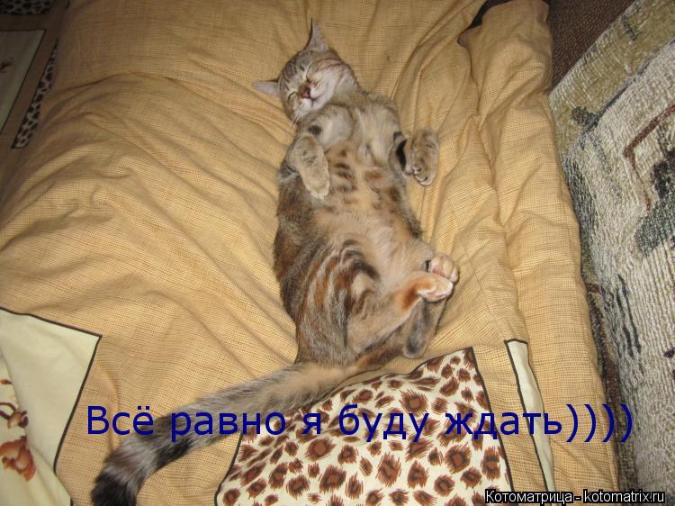 Всё равно я буду ждать))))... Котоматрица: Всё равно я буду ждать))))