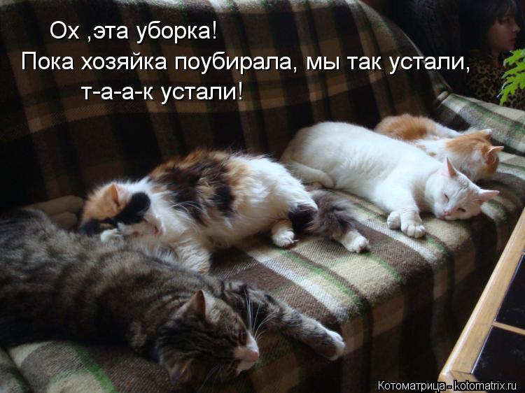 Ох ,эта уборка! Пока хозяйка поубирала, мы так устали, т-а-а-к устали!... Котоматрица: Ох ,эта уборка! Пока хозяйка поубирала, мы так устали, т-а-а-к устали!