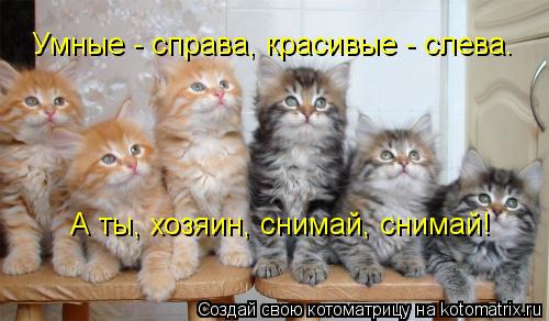 Умные - справа, красивые - слева. А ты, хозяин, снимай, снимай!... Котоматрица: Умные - справа, красивые - слева. А ты, хозяин, снимай, снимай!