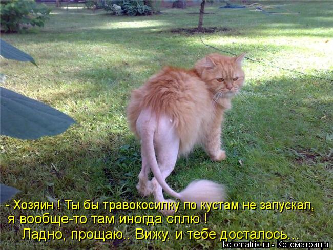- Хозяин ! Ты бы травокосилку по кустам не запускал, я вообще-то там иногда сплю ! Ладно, прощаю.. Ви... Котоматрица: - Хозяин ! Ты бы травокосилку по кустам не запускал, я вообще-то там иногда сплю ! Ладно, прощаю.. Вижу, и тебе досталось...