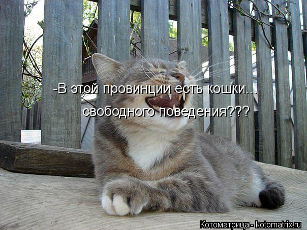 -В этой провинции есть кошки... свободного поведения???... Котоматрица: -В этой провинции есть кошки... свободного поведения???