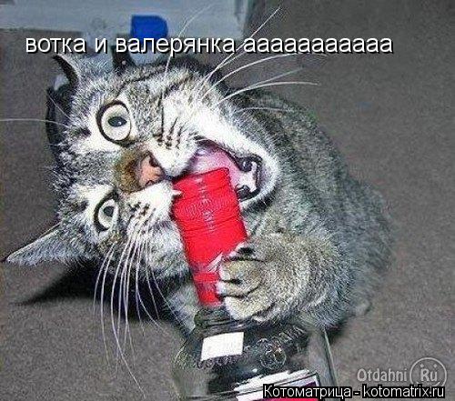 вотка и валерянка ааааааааааа... Котоматрица: вотка и валерянка ааааааааааа